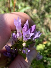 Gentianella quinquefolia