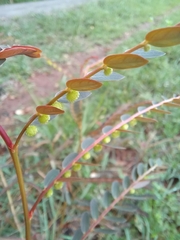 Phyllanthus urinaria