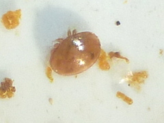 Varroa destructor