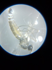 Diptera