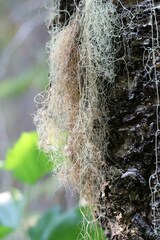 Parmelioideae