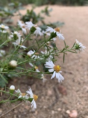 Symphyotrichum lanceolatum