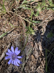 Felicia heterophylla