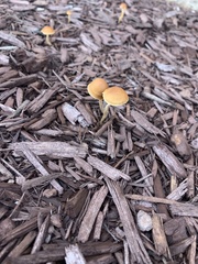 Pholiotina rugosa