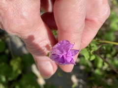 Ipomoea triloba