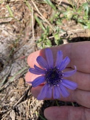 Felicia heterophylla