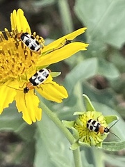 Paranapiacaba tricincta