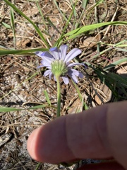 Felicia heterophylla