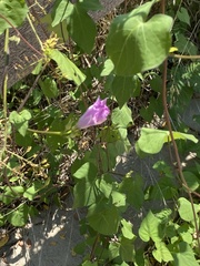 Ipomoea triloba
