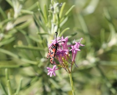 Zygaena fausta