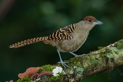 Batara cinerea