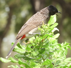 Pycnonotus cafer