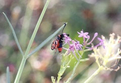 Zygaena fausta