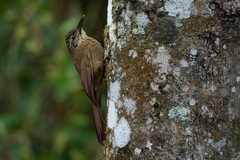 Dendrocolaptes platyrostris