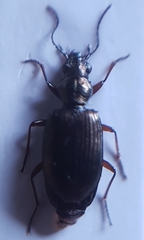 Bembidion punctulatum