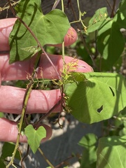 Ipomoea triloba
