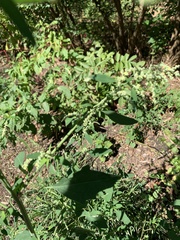Chenopodium ficifolium