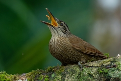 Dendrocolaptes platyrostris