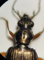 Bembidion punctulatum