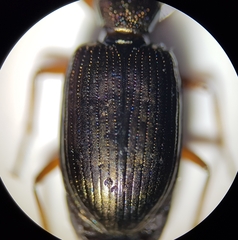Bembidion punctulatum