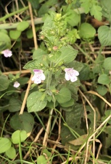 Clinopodium menthifolium ascendens