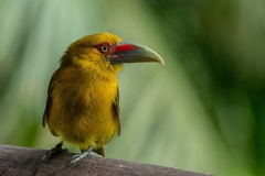 Pteroglossus bailloni