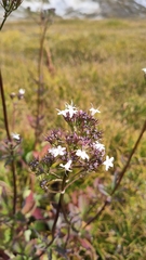 Valeriana capitata