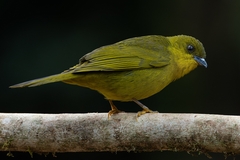 Orthogonys chloricterus
