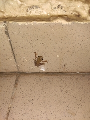 Hyperolius nitidulus