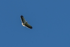 Pseudastur polionotus