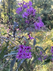 Vernonia gigantea