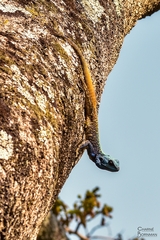 Acanthocercus atricollis