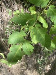 Koelreuteria paniculata