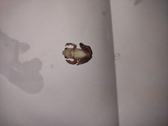 Hyperolius nitidulus