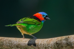 Tangara cyanocephala