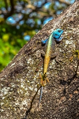 Acanthocercus atricollis