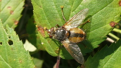 Tachina fera
