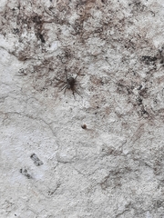 Pardosa amentata