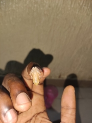 Hyperolius nitidulus