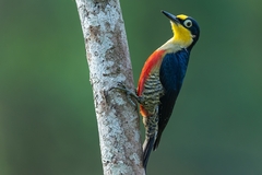 Melanerpes flavifrons