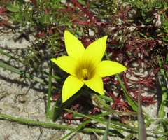 Romulea flava