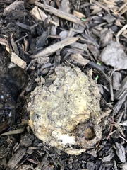 Scleroderma polyrhizum