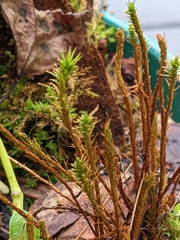 Polytrichum strictum