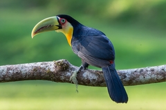 Ramphastos dicolorus