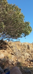 Ficus carica