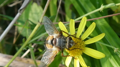 Tachina fera