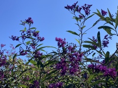 Vernonia gigantea