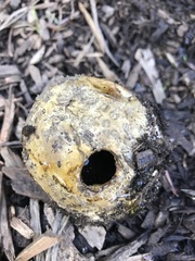 Scleroderma polyrhizum