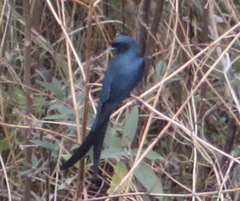 Dicrurus leucophaeus