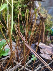 Polytrichum strictum